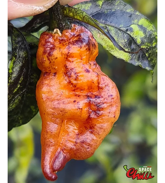 Pandemonio F2 (10+ Seeds)
