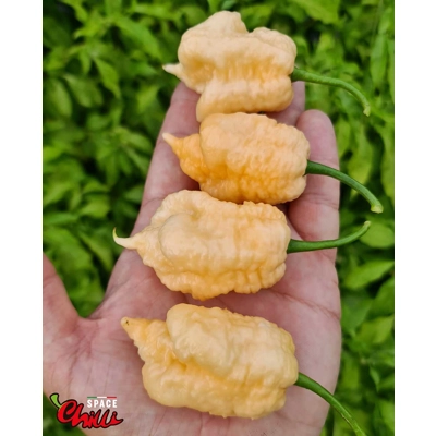 Whynot Peach F4 (10+ Seeds) Whynot Peach F4 (10+ Seeds)