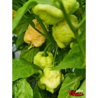 Whynot Peach F4 (10+ Seeds) Whynot Peach F4 (10+ Seeds)