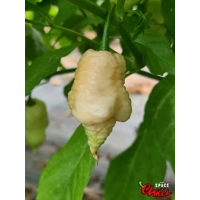 Whynot Peach F4 (10+ Seeds) Whynot Peach F4 (10+ Seeds)