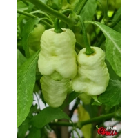 Whynot Peach F4 (10+ Seeds) Whynot Peach F4 (10+ Seeds)