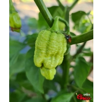 Whynot Peach F4 (10+ Seeds) Whynot Peach F4 (10+ Seeds)