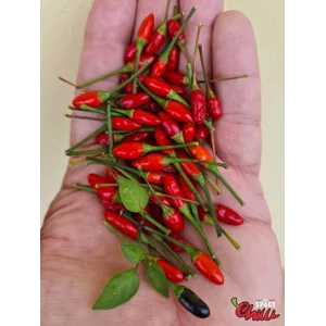Capsicum Annuum