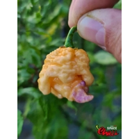 Reaper Sbagliato Purple Peach F8 (10+ Seeds) Reaper Sbagliato Purple Peach F8 (10+ Seeds)