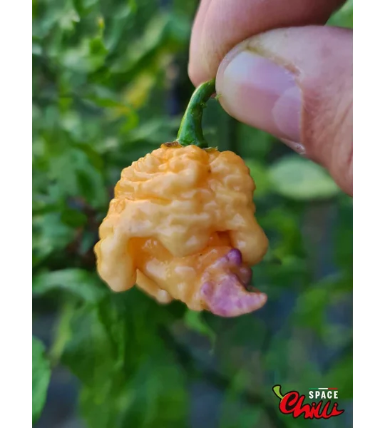 Reaper Sbagliato Purple Peach F8 (10+ Seeds)
