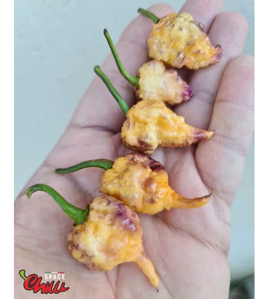 Reaper Sbagliato Purple Peach F8 (10+ Seeds)