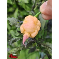 Reaper Sbagliato Purple Peach F8 (10+ Seeds) Reaper Sbagliato Purple Peach F8 (10+ Seeds)