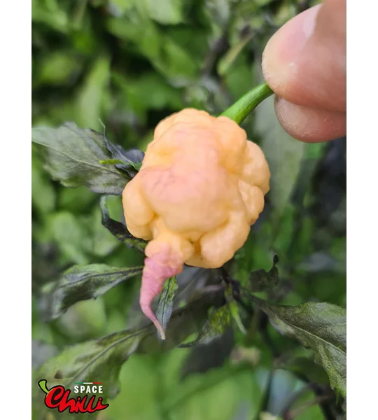 Reaper Sbagliato Purple Peach F8 (10+ Seeds)