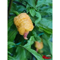 Reaper Sbagliato Purple Peach F8 (10+ Seeds) Reaper Sbagliato Purple Peach F8 (10+ Seeds)