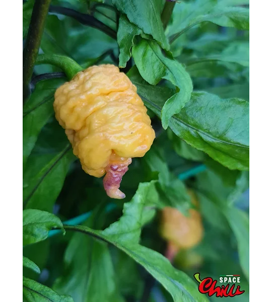 Reaper Sbagliato Purple Peach F8 (10+ Seeds)