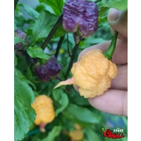Reaper Sbagliato Purple Peach F8 (10+ Seeds) Reaper Sbagliato Purple Peach F8 (10+ Seeds)
