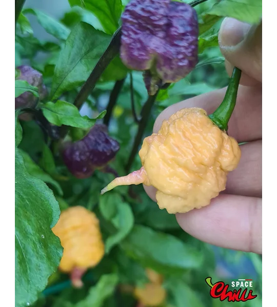 Reaper Sbagliato Purple Peach F8 (10+ Seeds)