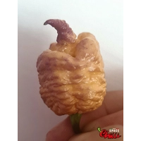 Reaper Sbagliato Purple Peach F8 (10+ Seeds) Reaper Sbagliato Purple Peach F8 (10+ Seeds)