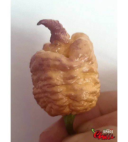 Reaper Sbagliato Purple Peach F8 (10+ Seeds)
