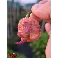 Reaper Sbagliato Purple Peach F8 (10+ Seeds) Reaper Sbagliato Purple Peach F8 (10+ Seeds)