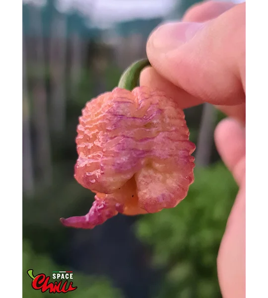 Reaper Sbagliato Purple Peach F8 (10+ Seeds)