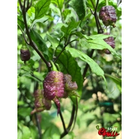 Reaper Sbagliato Purple Peach F8 (10+ Seeds) Reaper Sbagliato Purple Peach F8 (10+ Seeds)