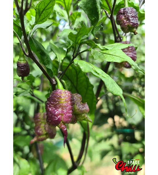 Reaper Sbagliato Purple Peach F8 (10+ Seeds)