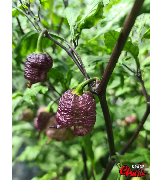 Reaper Sbagliato Purple Peach F8 (10+ Seeds)