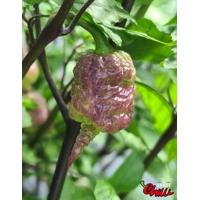 Reaper Sbagliato Purple Peach F8 (10+ Seeds) Reaper Sbagliato Purple Peach F8 (10+ Seeds)