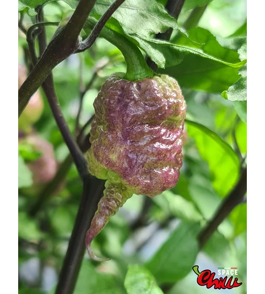 Reaper Sbagliato Purple Peach F8 (10+ Seeds)