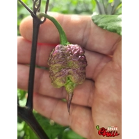 Reaper Sbagliato Purple Peach F8 (10+ Seeds) Reaper Sbagliato Purple Peach F8 (10+ Seeds)
