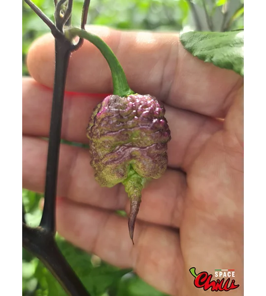 Reaper Sbagliato Purple Peach F8 (10+ Seeds)
