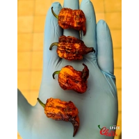 Reaper Sbagliato Orange F8 (10+ Seeds) Reaper Sbagliato Orange F8 (10+ Seeds)