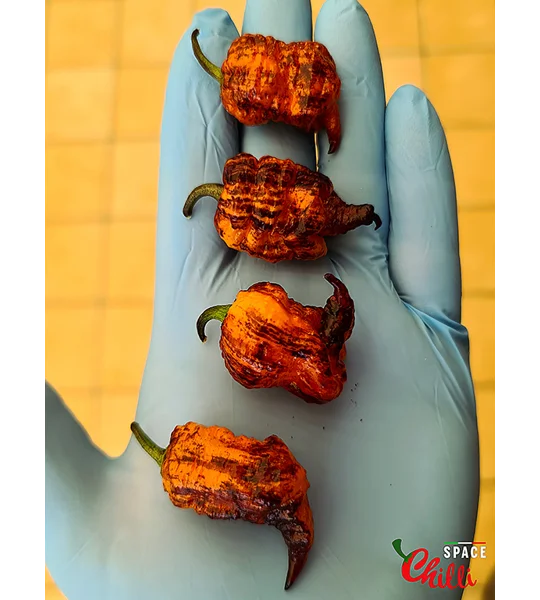 Reaper Sbagliato Orange F8 (10+ Seeds)