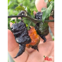 Reaper Sbagliato Orange F8 (10+ Seeds) Reaper Sbagliato Orange F8 (10+ Seeds)