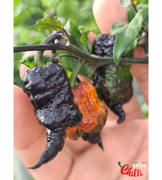 Reaper Sbagliato Orange F8 (10+ Seeds)