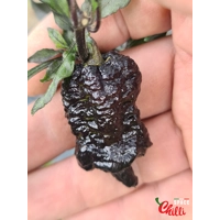 Reaper Sbagliato Orange F8 (10+ Seeds) Reaper Sbagliato Orange F8 (10+ Seeds)