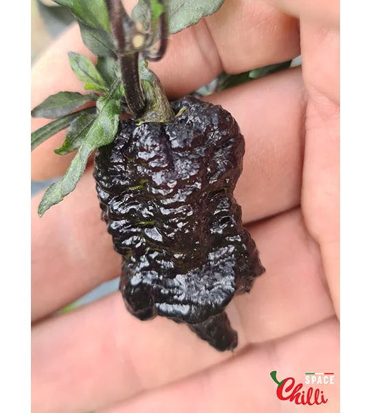 Reaper Sbagliato Orange F8 (10+ Seeds)