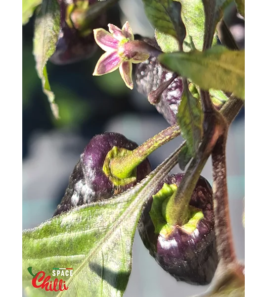 Reaper Sbagliato Orange F8 (10+ Seeds)