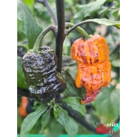 Reaper Sbagliato Orange F8 (10+ Seeds) Reaper Sbagliato Orange F8 (10+ Seeds)
