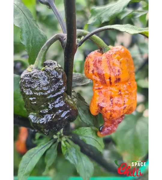 Reaper Sbagliato Orange F8 (10+ Seeds)