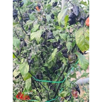 Reaper Sbagliato Orange F8 (10+ Seeds) Reaper Sbagliato Orange F8 (10+ Seeds)