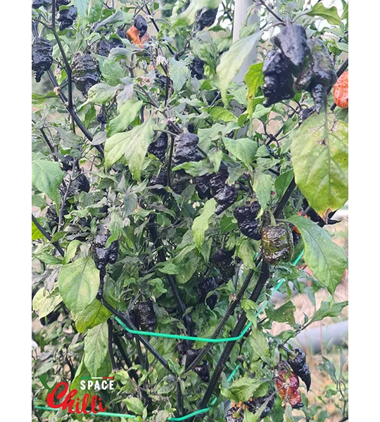 Reaper Sbagliato Orange F8 (10+ Seeds)