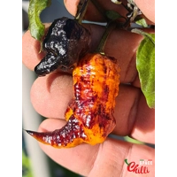 Reaper Sbagliato Orange F8 (10+ Seeds) Reaper Sbagliato Orange F8 (10+ Seeds)