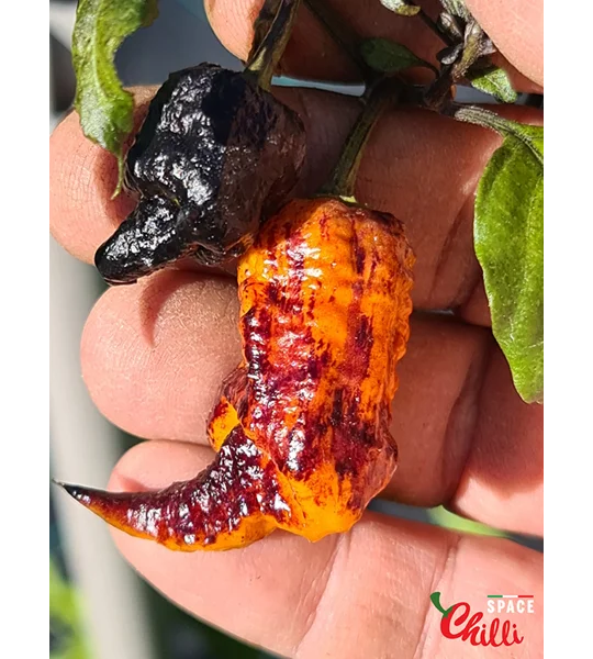 Reaper Sbagliato Orange F8 (10+ Seeds)
