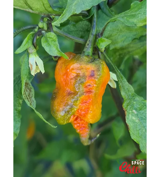 Reaper Sbagliato Red F8 (10+ Seeds)