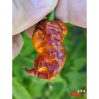 Reaper Sbagliato Red F8 (10+ Seeds) Reaper Sbagliato Red F8 (10+ Seeds)