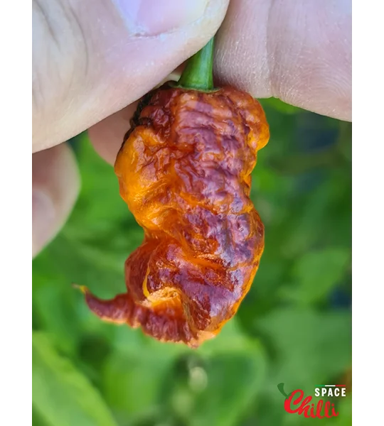 Reaper Sbagliato Red F8 (10+ Seeds)