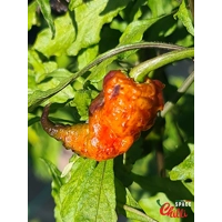 Reaper Sbagliato Red F8 (10+ Seeds) Reaper Sbagliato Red F8 (10+ Seeds)