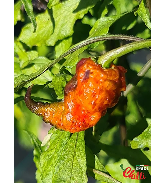 Reaper Sbagliato Red F8 (10+ Seeds)