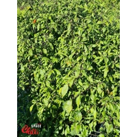 Reaper Sbagliato Red F8 (10+ Seeds) Reaper Sbagliato Red F8 (10+ Seeds)
