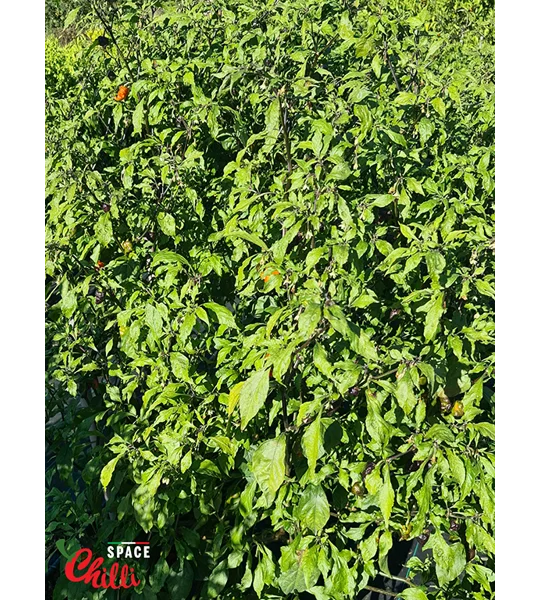Reaper Sbagliato Red F8 (10+ Seeds)