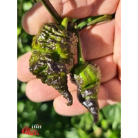 Reaper Sbagliato Red F8 (10+ Seeds) Reaper Sbagliato Red F8 (10+ Seeds)
