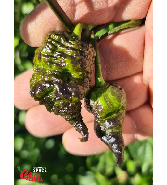 Reaper Sbagliato Red F8 (10+ Seeds)