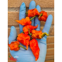 Reaper Sbagliato Red F8 (10+ Seeds) Reaper Sbagliato Red F8 (10+ Seeds)